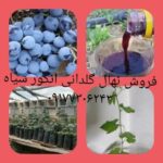 فروش نهال گلدانی انگور سیاه سردشت کردستان وقیمت۵۰و۳۰تومان۰۹۱۷۷۳۰۶۲۴۳