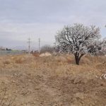 فرروش یک قطعه باغ