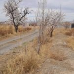 فرروش یک قطعه باغ