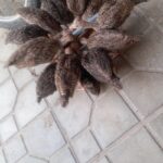 ۱۲عددجوجه بوقلمون