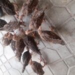 ۱۲عددجوجه بوقلمون