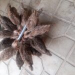 ۱۲عددجوجه بوقلمون
