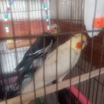 عروس هلندی
