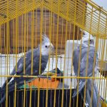 جفت عروس هلندی وایت فیس