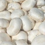 پخش قارچ دکمه ای روزانه