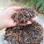 چای بهاره ممتاز بسته 1 کیلوگرمی.