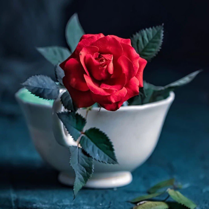 استخدام ادمین پاسخگو