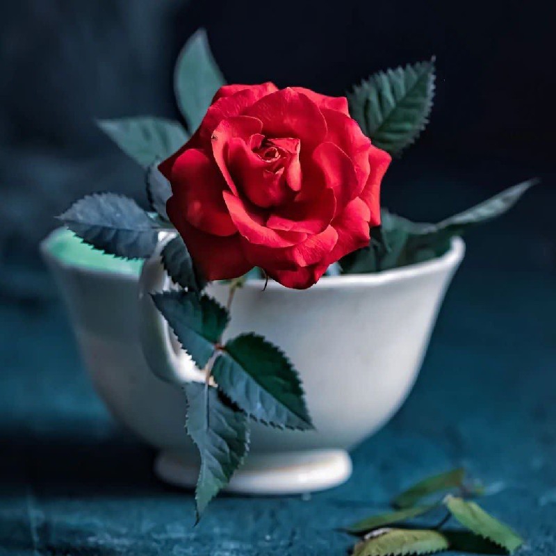 کار سود