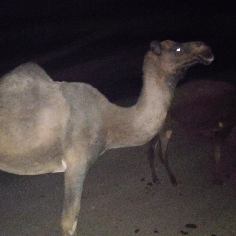 شترچاق