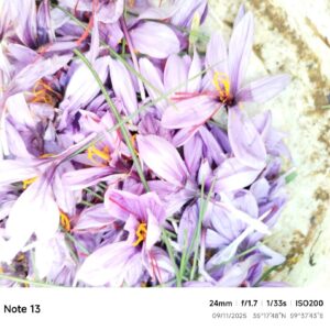 3e5630c5a1d80a23a6d844f937a514dd zzz 1