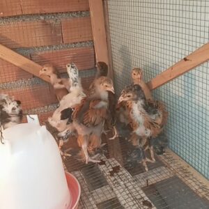 جوجه برهما پورسلن یکماهه