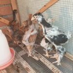 جوجه برهما پورسلن یکماهه