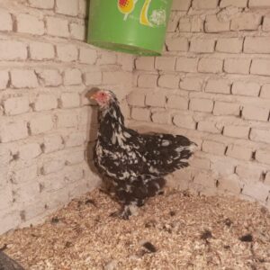 مرغ برهما بلکمتلد وارداتی