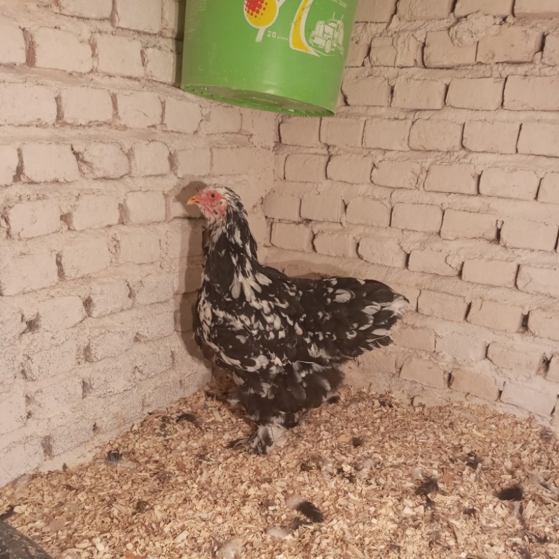 مرغ برهما بلکمتلد وارداتی