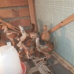 جوجه برهما پورسلن یکماهه