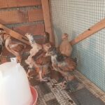 جوجه برهما پورسلن یکماهه