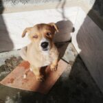 فروش توله سگ.پیتبول