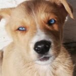 فروش توله سگ.پیتبول