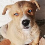 فروش توله سگ.پیتبول